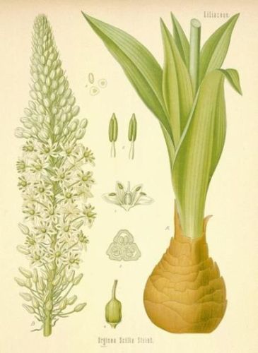 Squills - Urginea maritima - Морской (индийский) лук